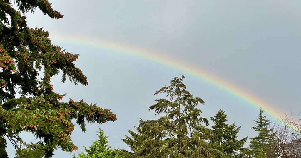 Photo of a rainbow above some trees
